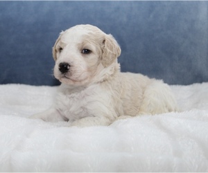 Goldendoodle Puppy for sale in CHERRY CREEK, NY, USA