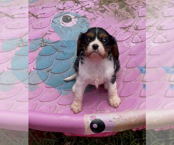 Medium Photo #5 Cavalier King Charles Spaniel Puppy For Sale in MOUNT PLEASANT, MI, USA
