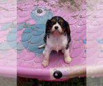 Small #4 Cavalier King Charles Spaniel