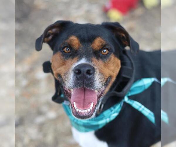 Medium Photo #1 Rottweiler-Unknown Mix Puppy For Sale in San Antonio, TX, USA