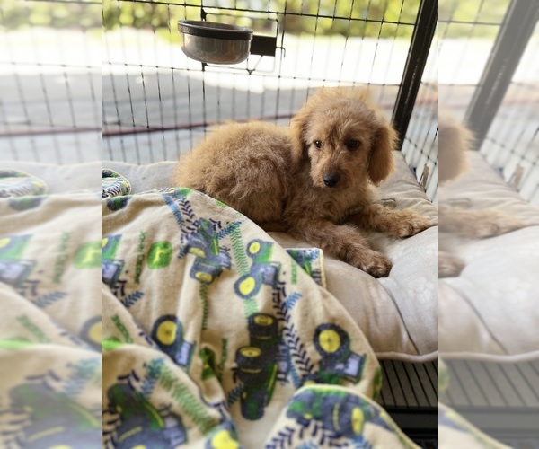 Medium Photo #1 Cavapoo Puppy For Sale in GLMN HOT SPGS, CA, USA