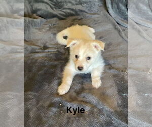 American Eskimo Dog-Unknown Mix Dogs for adoption in Topeka, KS, USA