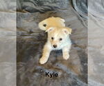 Small American Eskimo Dog Mix
