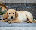Small Photo #36 Labrador Retriever Puppy For Sale in MILLERSBURG, OH, USA