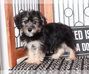 Yo-Chon Puppy for sale in NAPLES, FL, USA