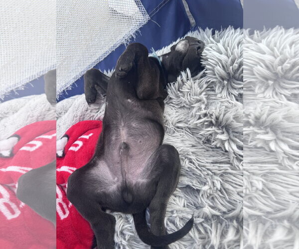 Medium Photo #3 Mutt Puppy For Sale in Sandy, UT, USA