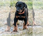 Puppy Maverick Doberman Pinscher