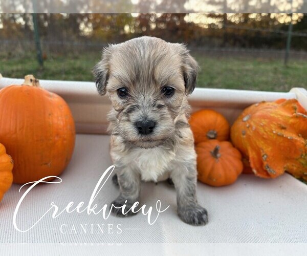 Medium Photo #3 Havanese Puppy For Sale in NIANGUA, MO, USA