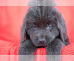 Small Photo #5 Newfoundland Puppy For Sale in MILLERSBURG, OH, USA