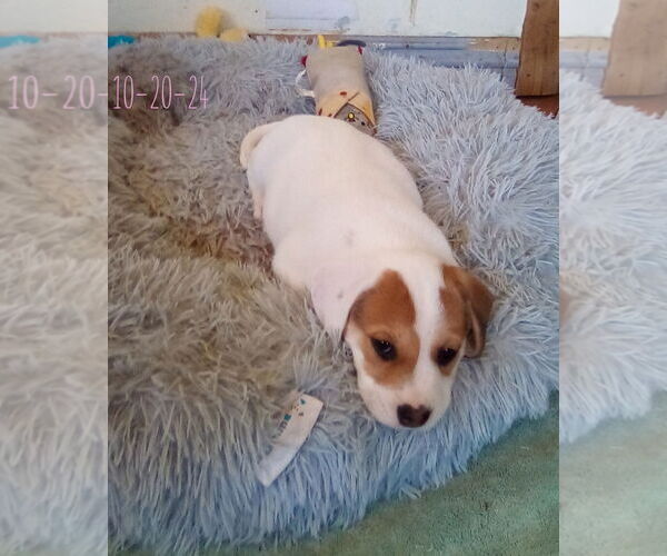 Medium Photo #2 Beagle-Unknown Mix Puppy For Sale in Apple Valley, CA, USA