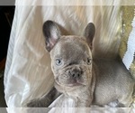 Small Photo #1 French Bulldog Puppy For Sale in HAMDEN, CT, USA