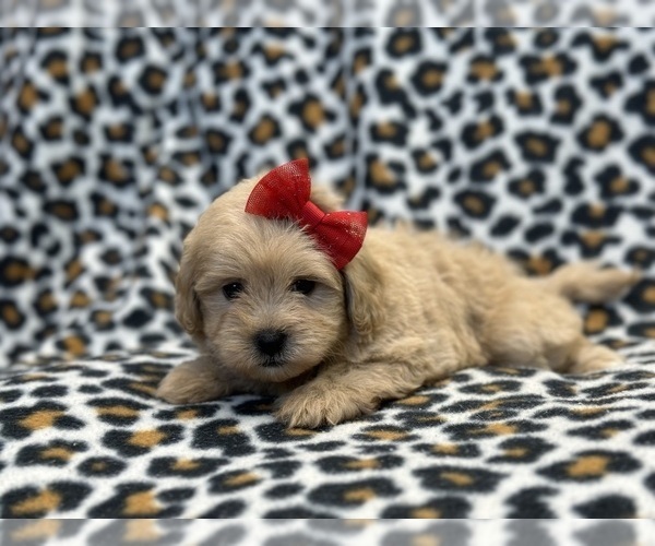Medium Photo #2 ShihPoo Puppy For Sale in LAKELAND, FL, USA