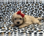 Small Photo #2 ShihPoo Puppy For Sale in LAKELAND, FL, USA