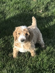 Poodle (Standard) Puppy for sale in PUEBLO, CO, USA