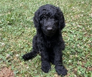 Goldendoodle Puppy for Sale in DULUTH, Georgia USA