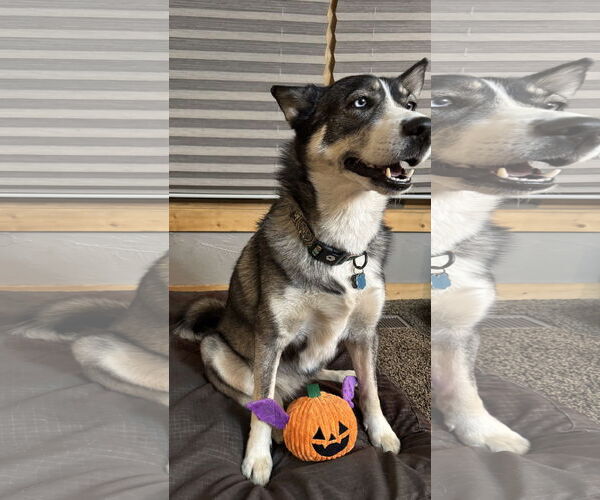 Medium Photo #4 Siberian Husky Puppy For Sale in Chinook, MT, USA