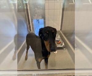 Doberman Pinscher Dogs for adoption in San Martin, CA, USA