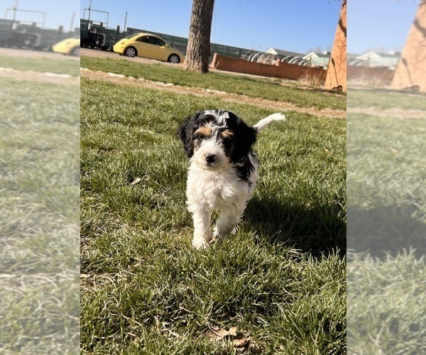 Medium Photo #7 Miniature Bernedoodle Puppy For Sale in LONGMONT, CO, USA