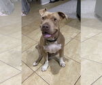 Small #12 Chinese Shar-Pei Mix