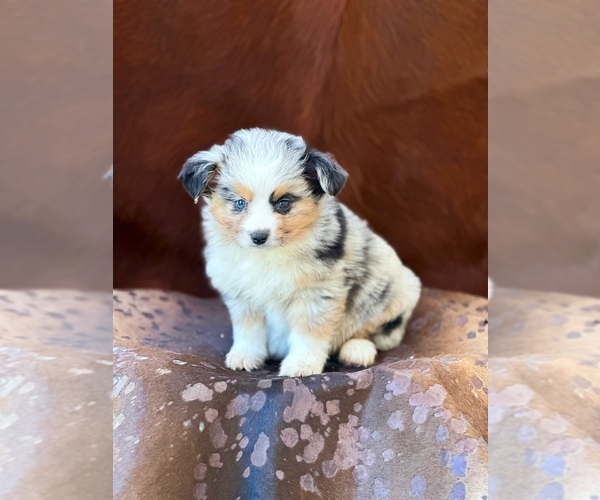 Medium Photo #8 Miniature Australian Shepherd Puppy For Sale in WESLEY CHAPEL, FL, USA