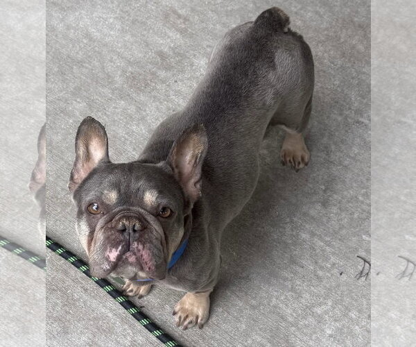 Medium Photo #2 French Bulldog Puppy For Sale in St. Louis Park, MN, USA