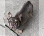 Small #1 French Bulldog