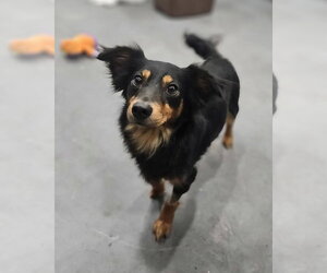 Mutt Dogs for adoption in San Leon, TX, USA