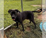 Small Boxer Mix