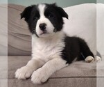 Puppy Boots Border Collie