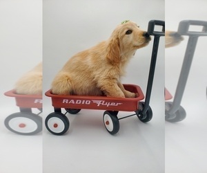 Golden Retriever Puppy for sale in GOSHEN, IN, USA
