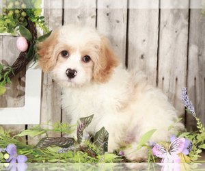 Cavapoo Puppy for sale in MOUNT VERNON, OH, USA