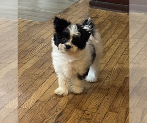 Papitese Puppy for sale in FULTON, MO, USA