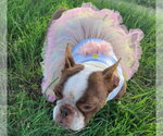 Small #4 Boston Terrier