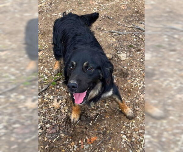 Medium Photo #2 Border-Aussie Puppy For Sale in Mountain View, AR, USA