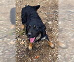 Small #1 Border-Aussie