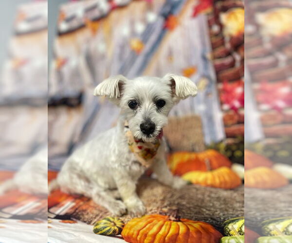 Medium Photo #3 Maltese Puppy For Sale in Lawrenceville, NJ, USA