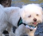 Small Photo #1 Maltese Puppy For Sale in LAKE STEVENS, WA, USA