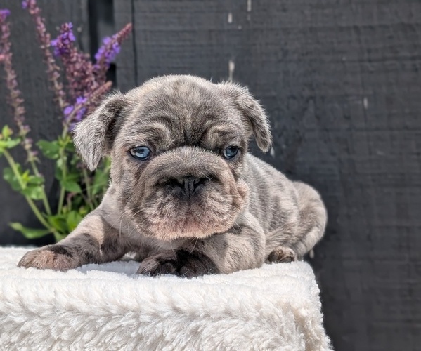 Medium Photo #2 French Bulldog Puppy For Sale in GOSHEN, IN, USA