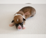 Small Photo #2 Pembroke Welsh Corgi Puppy For Sale in WAVERLY HALL, GA, USA