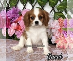 Image preview for Ad Listing. Nickname: Gucci