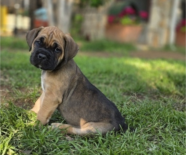Medium Photo #2 Cane Corso Puppy For Sale in BANGS, TX, USA