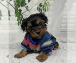 Puppy Gucci Shorkie Tzu