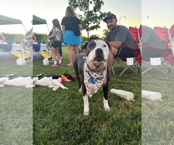 Medium Photo #3 American Pit Bull Terrier-Unknown Mix Puppy For Sale in Germantown, OH, USA
