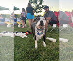 Small #2 American Pit Bull Terrier Mix