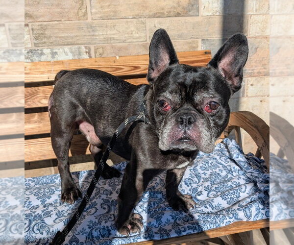 Medium Photo #1 French Bulldog Puppy For Sale in Chico, CA, USA