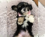 Small #10 Aussiedoodle Miniature 