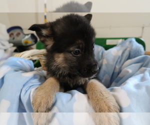 German Shepherd Dog Puppy for sale in CADILLAC, MI, USA