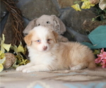Small #2 Australian Shepherd