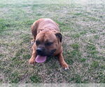 Small #1 Boxer