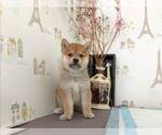 Small Photo #1 Shiba Inu Puppy For Sale in BELLEVUE, WA, USA